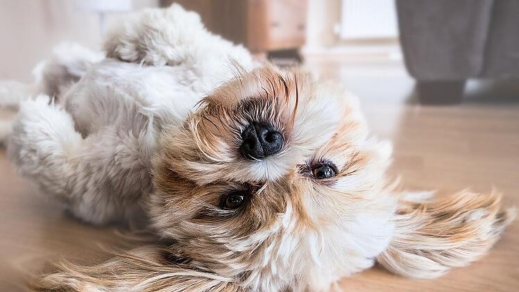 So manche*r Hundehalter*in will die Fellnase auch im Büro dabei haben. Doch hast du ein Recht darauf?