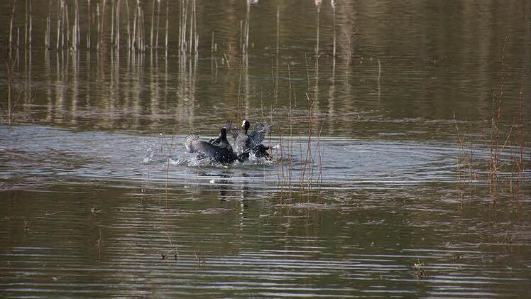Vogel-Impressionen vom Schirmsee. Foto: Anton Then