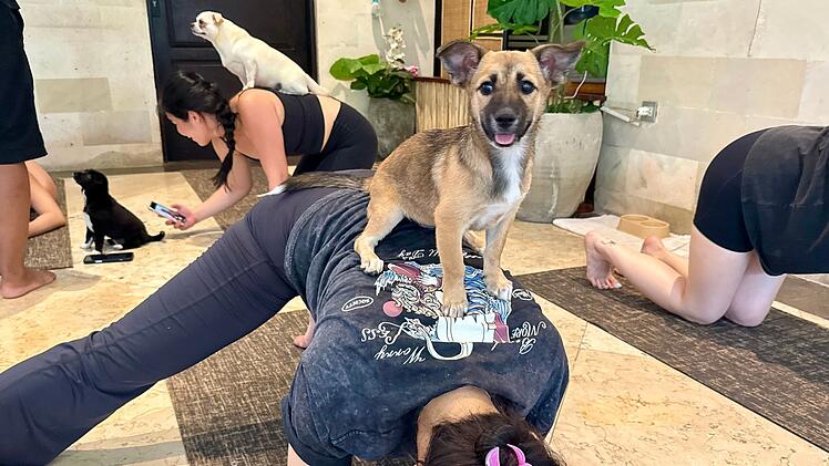 Wellness-Trend Puppy Yoga