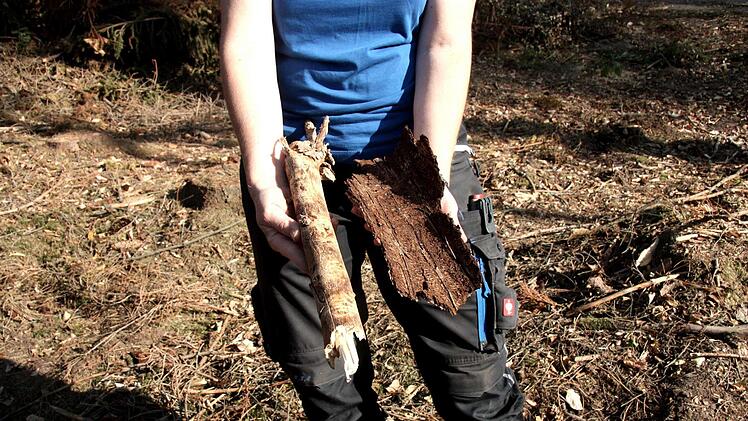Links war der Buchdrucker aktiv und rechts hinterließ der Kupferstecher seine tödlichen Spuren.Richard Sänger