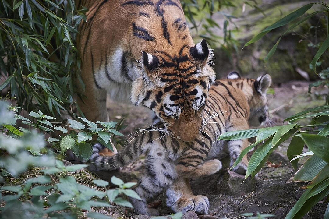 Kleine Tiger im Außengehege des Tiergartens Nürnberg