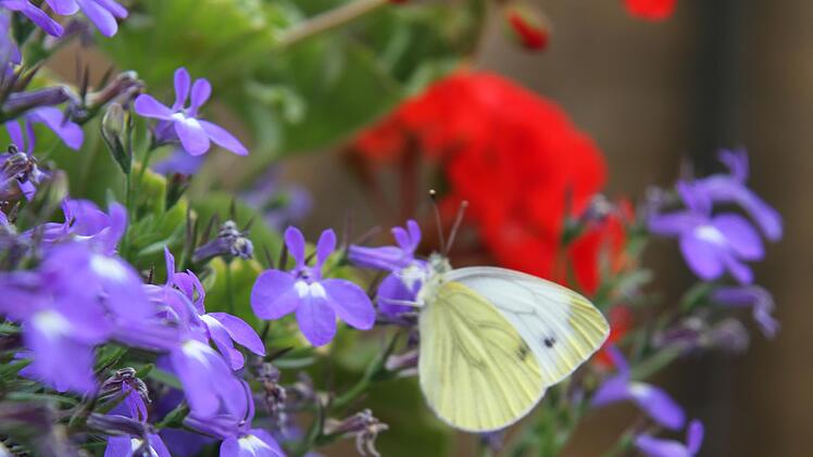 Impressionen vom Jury-Rundgang in Thurnau.