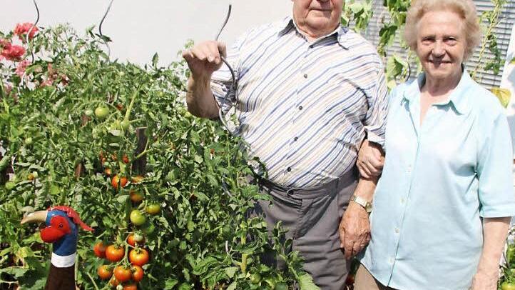 Walter Franke mit seiner Frau Hilde vor seinem Tomatenbeet Foto: Sonja Adam