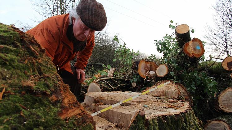 Rainer Buhl misst nach: Die Eiche, die mit anderen Bäumen gefällt wurde, hat 1,08 Meter im Durchmesser. Foto: Christian Bauriedel