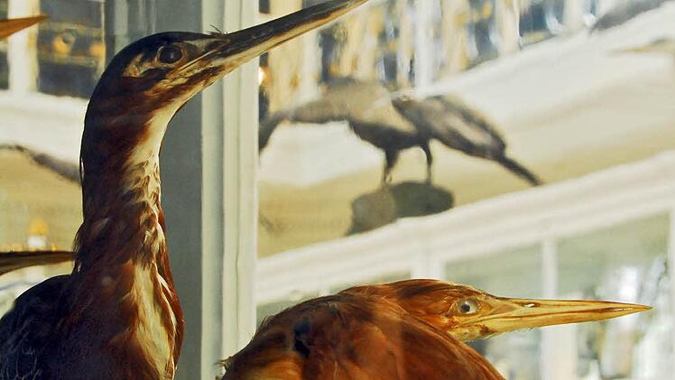 Aus dem Bamberger Vogelsaal. Foto: Jürgen Schabel