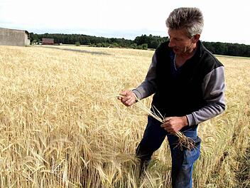 Laut Rudolf Groß beträgt der Ernteausfall bei der Wintergerste rund 50 Prozent, auf sandigen Böden sogar einiges mehr. Wie der Landwirt demonstriert, haben die Körner keinerlei Feuchte und die frühzeitige Reife ist bereits an den abknickenden Ähren zu erkennen. Foto: Richard Sänger