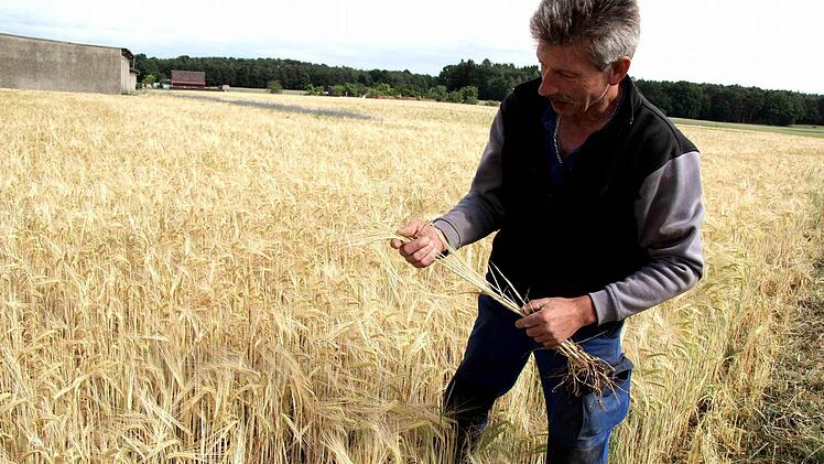 Laut Rudolf Groß beträgt der Ernteausfall bei der Wintergerste rund 50 Prozent, auf sandigen Böden sogar einiges mehr. Wie der Landwirt demonstriert, haben die Körner keinerlei Feuchte und die frühzeitige Reife ist bereits an den abknickenden Ähren zu erkennen. Foto: Richard Sänger