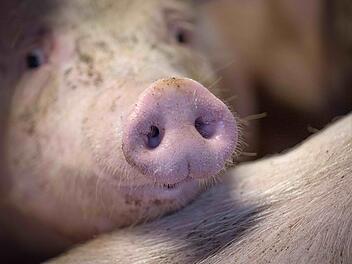 Ermittlungen gegen Tönnies-Zulieferer - Landwirt wurde gesperrt