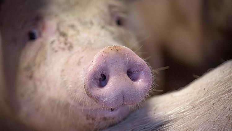 Ermittlungen gegen Tönnies-Zulieferer - Landwirt wurde gesperrt