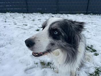 Hof: Hund "Mo" baut scheinbar eigenen Schneemann - Video zeigt schlauen Border Collie im Schnee