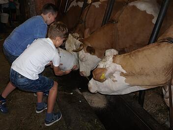 Wo kommt eigentlich unsere Milch her und wie werden überhaupt Kühe gehalten? Um Fragen wie diese zu klären und Schüler fit für den Alltag zu machen, soll es ab dem kommendem Jahr verpflichtende Projektwochen geben. Symbolbild: Archiv/Marion Eckert