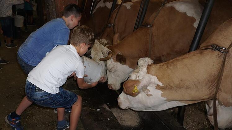 Wo kommt eigentlich unsere Milch her und wie werden überhaupt Kühe gehalten? Um Fragen wie diese zu klären und Schüler fit für den Alltag zu machen, soll es ab dem kommendem Jahr verpflichtende Projektwochen geben. Symbolbild: Archiv/Marion Eckert