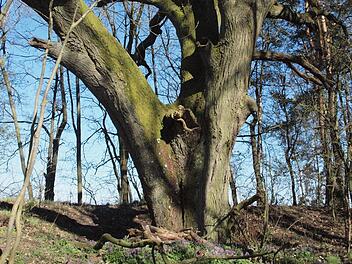 Die 500 Jahre alte Linde war früher ein Gerichtsbaum. Foto: Stefanie Karl