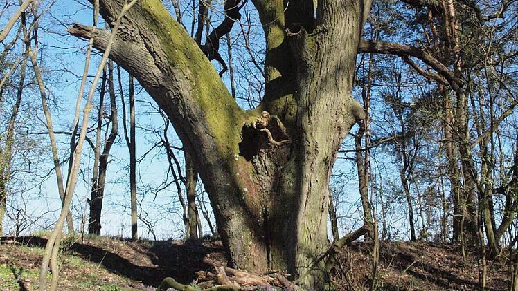 Die 500 Jahre alte Linde war früher ein Gerichtsbaum. Foto: Stefanie Karl