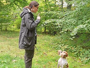Carolin Schug zeigt mit ihrer Bretone "Juna de la Mare Bourcy" eine wichtige Jagdhundeprüfungsaufgabe: das ordentliche Vorsitzen und Festhalten beim Apportieren.  Foto: K.- H. Hofmann