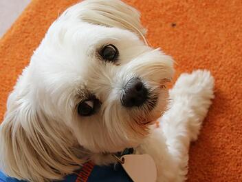 Socke ist ausgebildeter Kindergartenhund in Lebenhan. Fotos: Heike Beudert