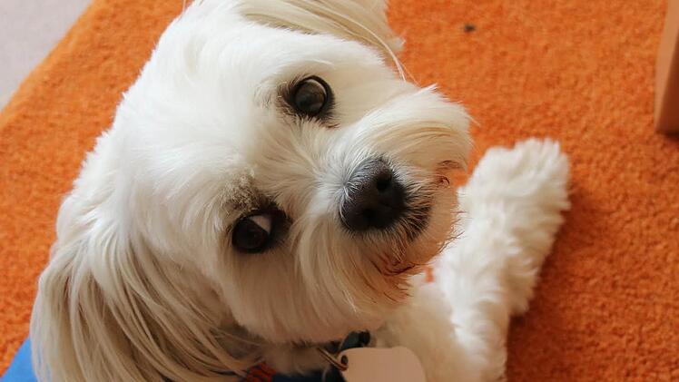 Socke ist ausgebildeter Kindergartenhund in Lebenhan. Fotos: Heike Beudert
