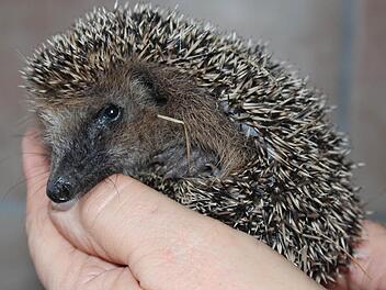 Der unternährte Igel muss jetzt noch kräftig futtern, bevor er seinen Winterschlaf antritt.  Fotos: Sabine Herteux