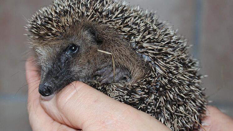 Der unternährte Igel muss jetzt noch kräftig futtern, bevor er seinen Winterschlaf antritt.  Fotos: Sabine Herteux