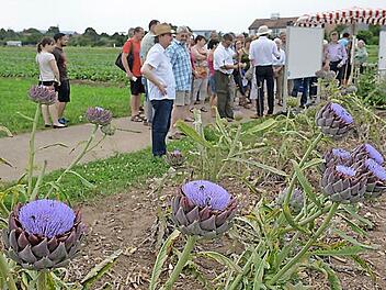Auch die Artischocken zogen das Interesse der Besucher auf dem Gelände des Gemüsebauversuchsbetriebs auf sich. Fotos: Ronald Rinklef