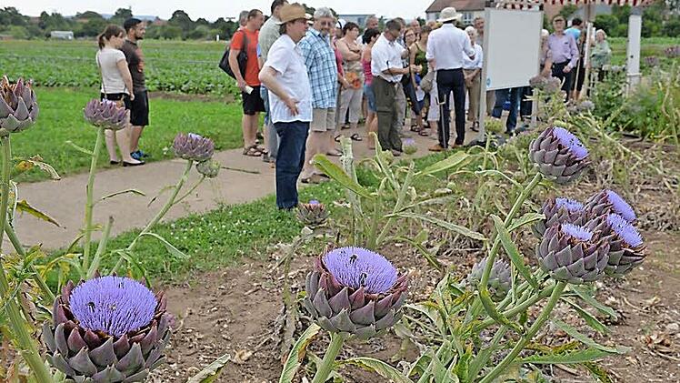 Auch die Artischocken zogen das Interesse der Besucher auf dem Gelände des Gemüsebauversuchsbetriebs auf sich. Fotos: Ronald Rinklef
