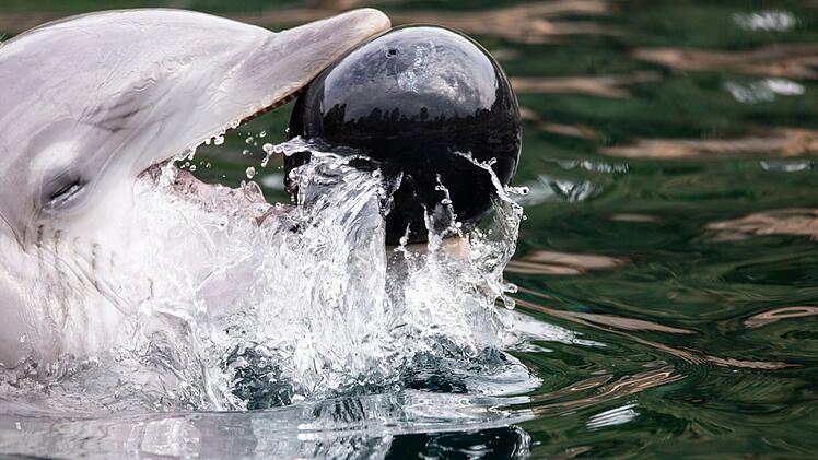 Delfinarium Nürnberg