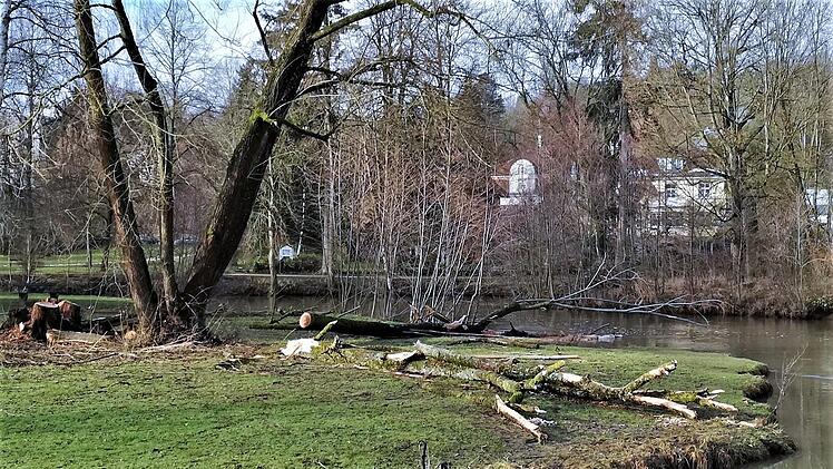 Die Stämmlinge auf der Saale-Wiese sollen der Biber-Familie als Nahrungsquelle oder zum Ausbau ihrer Burg dienen.