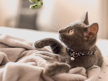 Katzen können an einem Darmverschluss nach dem Verschlucken der Emoji-Figuren von Aldi sterben. Ein Tierarzt warnt jetzt vor dem Geschenk. Bild: Sarah Brown/Unsplash