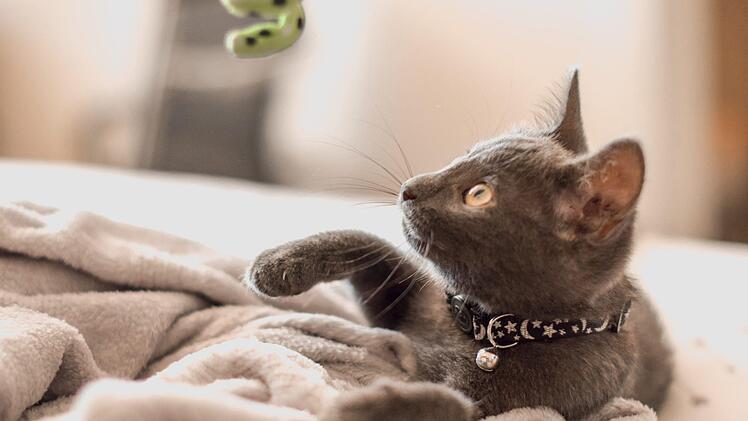 Katzen können an einem Darmverschluss nach dem Verschlucken der Emoji-Figuren von Aldi sterben. Ein Tierarzt warnt jetzt vor dem Geschenk. Bild: Sarah Brown/Unsplash