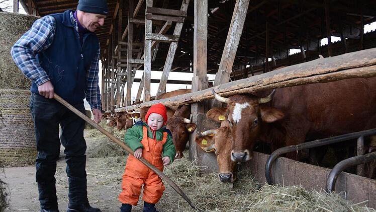 Der Enkel von Michael Zeitz hat keine Berührungsängste und füttert mit Begeisterung die Kühe. Fotos: Elisabeth Assmann