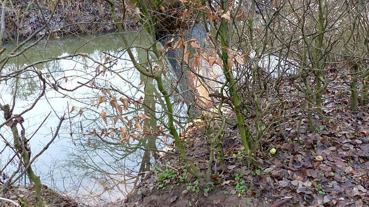 Eine Biber-Schleifspur in den Garten von Bürgermeister Werner Diersch. Foto: Dieter Hübner