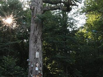Die Bildeiche ist ein Naturdenkmal im Münnerstädter Staatswald. Der Baum stirbt langsam ab. Foto: Heike Beudert