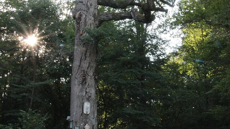 Die Bildeiche ist ein Naturdenkmal im Münnerstädter Staatswald. Der Baum stirbt langsam ab. Foto: Heike Beudert