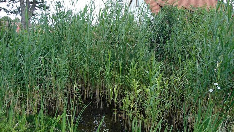 Biotop Foto: Petra Malbrich