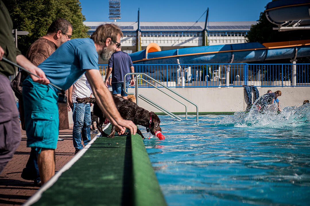 Leinen los! Hunderte Fellnasen erobern Freibad nach Saisonende