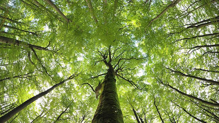 Die riesigen, alten Buchen geh&ouml;ren zu den besonderen Sch&auml;tzen des Naturparks Steigerwald. Archivfoto: David Ebener, dpa