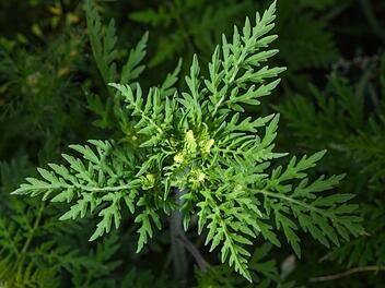 Ambrosia verbreitet sich in Deutschland: Franken ist besonders betroffen