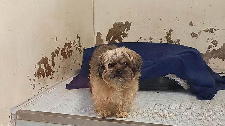 Nürnberg: Tierheim mit traurigem Weihnachtsfund - "wollten es einfach nicht glauben"