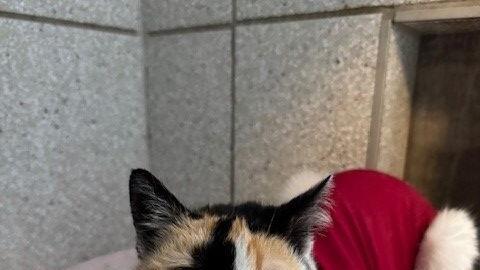 Tierheim Bamberg: "Im Grunde ist sie eine ganz liebe Kätzin"