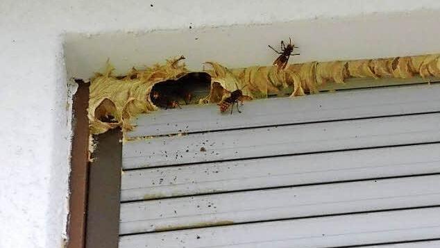 Nur keine Panik: Hornissen sind ungefährlich. Foto: Elisabeth Assmann