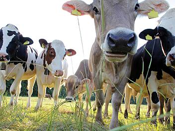 K&uuml;he, Kuh, Rindvieh, Weide, Bauer, Bauernhof, Kuhmilch, Milch Symbolfoto: Astrid Gast/Adobe Stock (91795467)