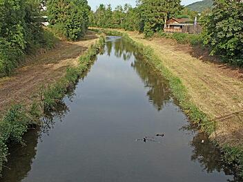 Blick auf die Itz mit gemähten Uferstreifen am Dammweg: Die Mäharbeiten des Kronacher Wasserwirtschaftsamtes haben nicht bei jedem Coburger Begeisterung ausgelöst. Foto: Horst Schunk