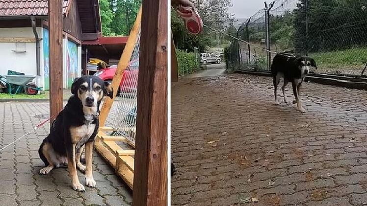 Tierheim Lichtenfels: Hündin Nera aus einem der "schlimmsten Animal Hoarding Fälle Deutschlands" gerettet