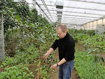 "Klein-Eden"-Geschäftsführer Ralf Schmitt prüft im Forschungshaus den Zustand einer tropischen Pflanze. Foto: Ronald Rinklef