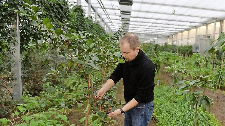 "Klein-Eden"-Geschäftsführer Ralf Schmitt prüft im Forschungshaus den Zustand einer tropischen Pflanze. Foto: Ronald Rinklef