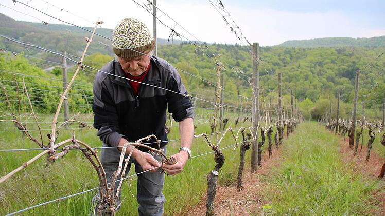 Winzer Rudi Russ bindet die nach oben gewachsenen "Frostruten" in seinem Weinberg in Zell am Ebersberg nach unten. Foto: Ronald Heck