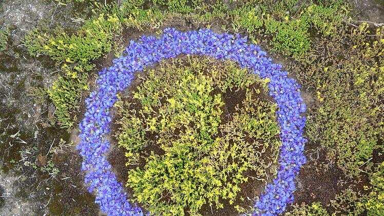 Ringfahndung 2, Ø 70 cm, Kornblumenblüten