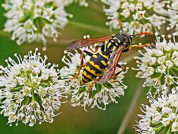 Landkreis Bad Kissingen: Wie gehe ich mit Bienen, Wespen und Hornissen um? Landratsamt gibt Tipps