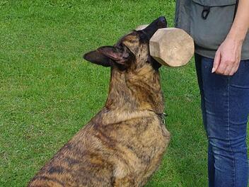 Kathy Förtsch und ihre Fly sind ein Traum-Duo. Das Bringholz wiegt stolze zwei Kilo  Fotos: Heike Schülein