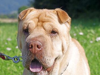Rossy fiel die erneute Umstellung ins Tierheim verst&auml;ndlicherweise sehr schwer. Foto: Tierheim